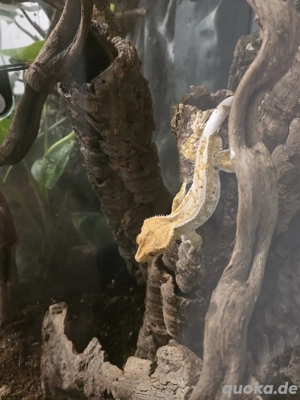 Kronengecko Männchen   Drippy Partial Pinstripe Creamsicle White Wall (NZ 08 2021)