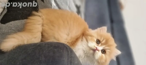 Zuckersüsse BKH Bärchen in cinnamon, choco, red mit Ahnentafel