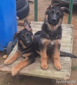 2 Deutsche Schäferhund Welpen (Rüden)