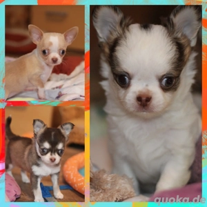 Wunderschöne Reinrassige Chihuahua Welpen Choco Husky Langhaar 