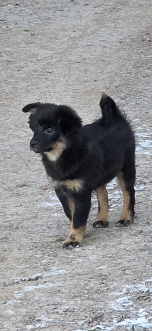 Hunde Welben abzugeben 