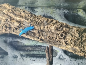 Lygodactylus williamsi männchen aus privater Haltung abzugeben