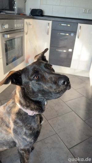 Mischlingshündin 