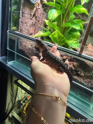 Rotaugen Buschkrokodil 