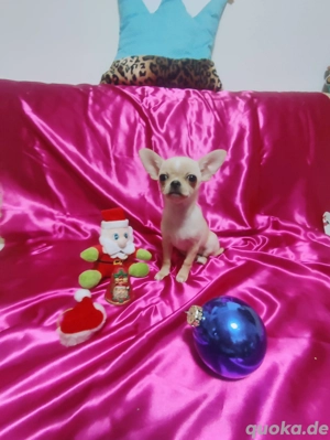 Chihuahua-Welpe (weiblich) zu verkaufen