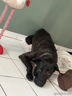 Schäferhund Labrador mix 