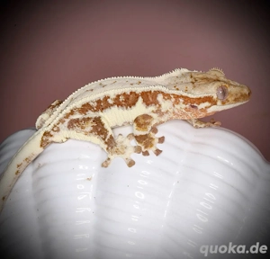 1.0 Kronengecko - red drippy Lilly White - POBU4