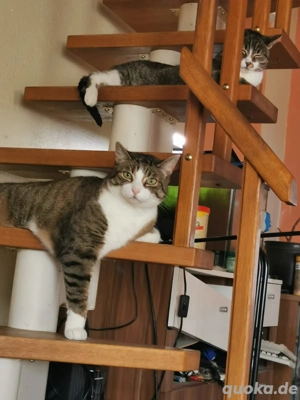  NOTFALL  2 kastrierte Katzen weiblich
