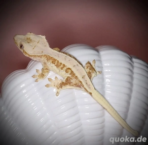 1.0 Kronengecko - red tricolor Lilly White - Wave