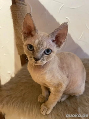 Devon rex Kätzchen 