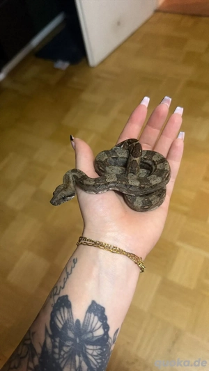 Boa Constrictor Imperator NZ25