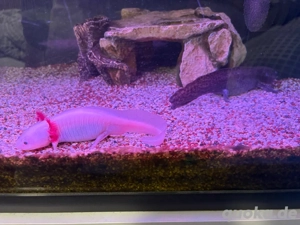 2 Axolotl mit Aquarium