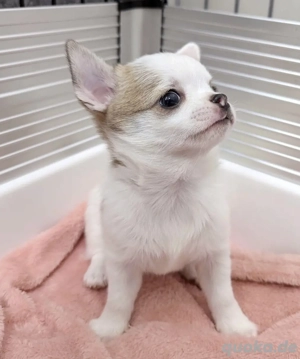 Chihuahua-Welpen Bild 7