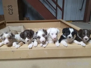 Reinrassige Border Collie welpen (R&M) mit Stammbaum Tel. o Zap: 0178 7499770)