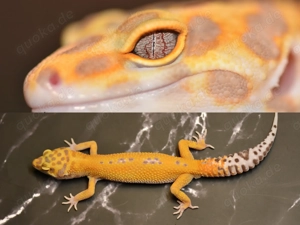 Leopardgecko 1.0 Tangerine Tremper Albino