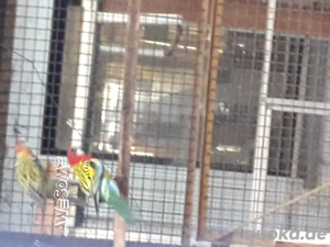 Rosellasittiche abzugeben,