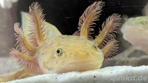 Axolotl Nachzucht 