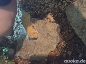 Leopardgecko Pärchen 