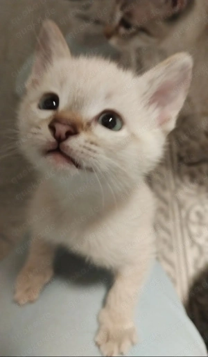 Liebevolle Kater sucht einen neuen Zuhause 