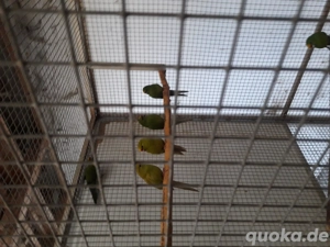 Springsittiche abzgeben