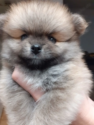 Zwergspitz pomeranian Welpen mini 