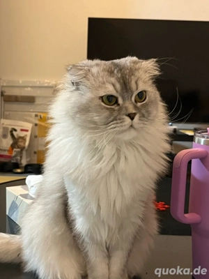 Leo sucht neues Zuhause  