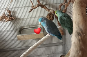 Sperlingspapagei Paar 