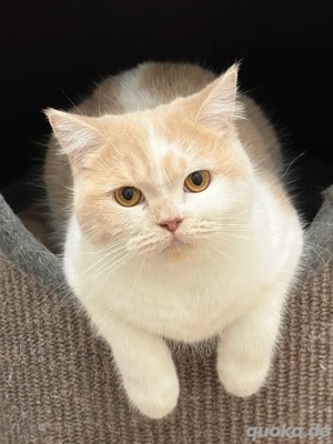 britisch kurzhaar katze 