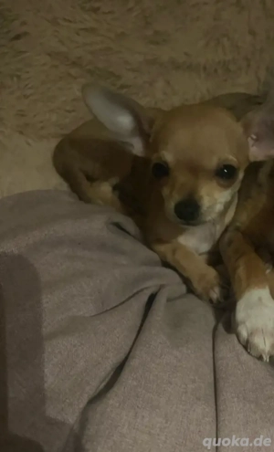 in liebevolle Hände abzugaben 