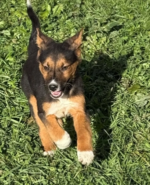 Tilly (geb. 09 2025) im Tierheim in Bosnien sucht ihr Zuhause