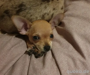 in liebevolle Hände abzugaben 