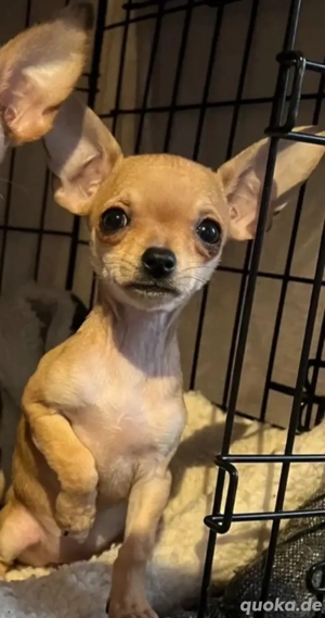 in liebevolle Hände abzugaben 