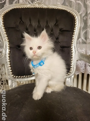  Maine-Coon-Katerchen