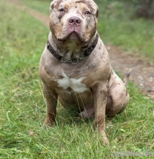 American Bully XL Deckrüde