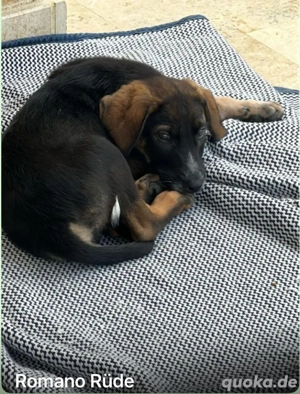 Romano sucht sein zuhause