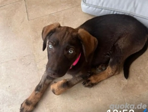 Avalon sucht Zuhause oder Pflegestelle