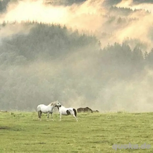 Biete Rentnerplätze für ihr Pferd Bild 2