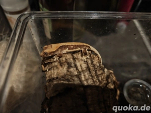 Kronengeckos  Bild 5