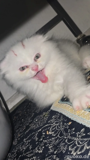 BLH Kater (Britisch-Langhaar Katze) 