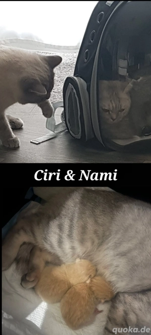 Deckkater Ciri 100 Euro. Nicht zum Verkauf.  Bild 5
