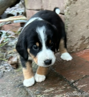 Appenzeller Entlebucher Sennenhund Mix Welpen