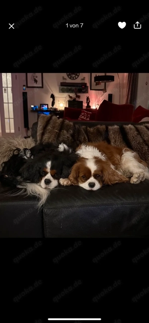 Deckrüde Cavalier King Charles Spaniel