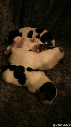 Jack Russel Terrier Welpen 