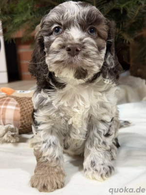 American Cockapoo - Choco Merle