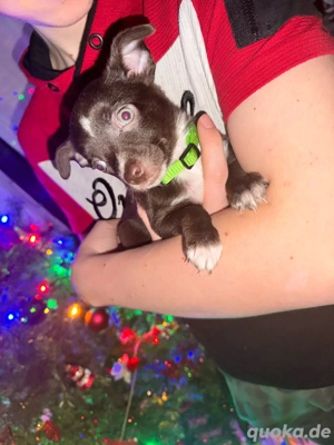 wunderschöne welpen abzugeben 