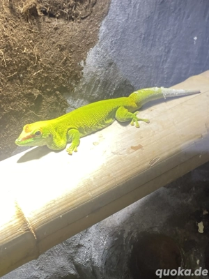 Phelsuma grandis   1.1 Paar abzugeben Bild 3