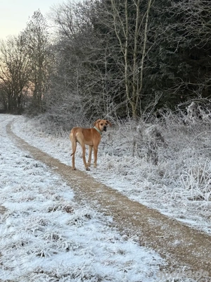 Deutsche Dogge Rüde
