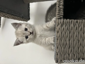 Süße Bkh Baby abzugeben