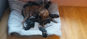 Boxador Welpen geb. 18.12.25