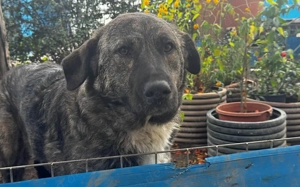 Gnadenplatz für zauberhafte Gerda gesucht Bild 7